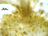 Dettaglio degli organi uniloculari